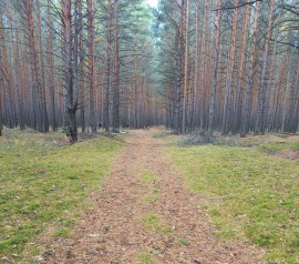 Прирезка лесных участков Кадастровые работы в Шемышейском районе